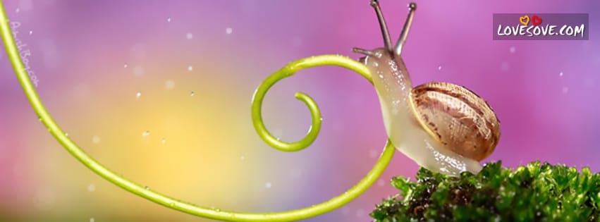 swirling-snail-facebook-timeline-covers-banners_11