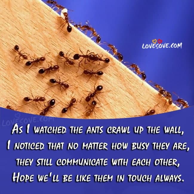 as-i-watched-the-ants-crawl-up-the-wall-inspire-quote
