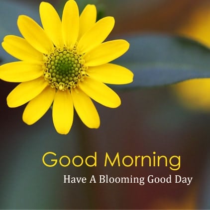Good-Morning-Flower-Dp-Image, , good morning flower dp image