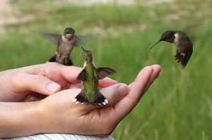 Amazing Fact: Humming birds are the only animal that can fly backwards, ,