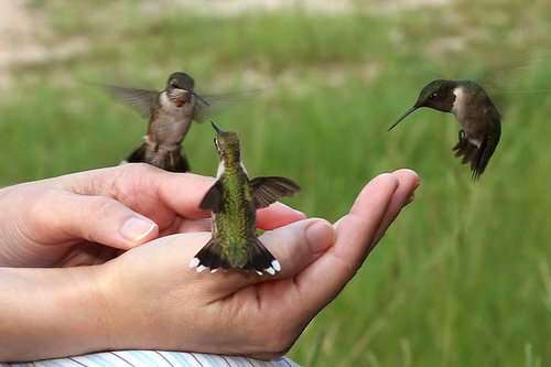 Amazing Fact: Humming birds are the only animal that can fly backwards