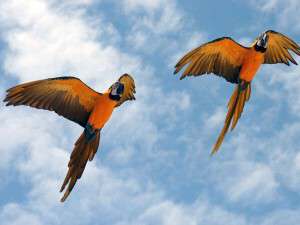 two orange flying parrots 12907 600x4501, humour