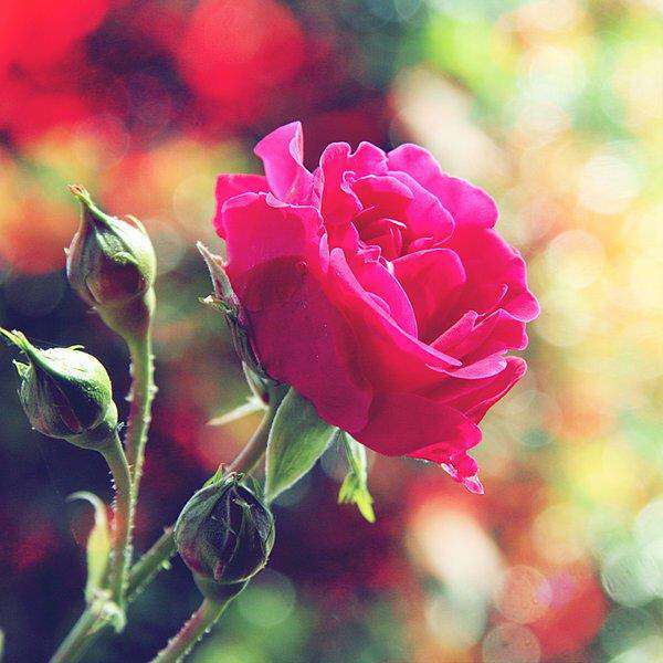 beautifull-roses-image-lovesove