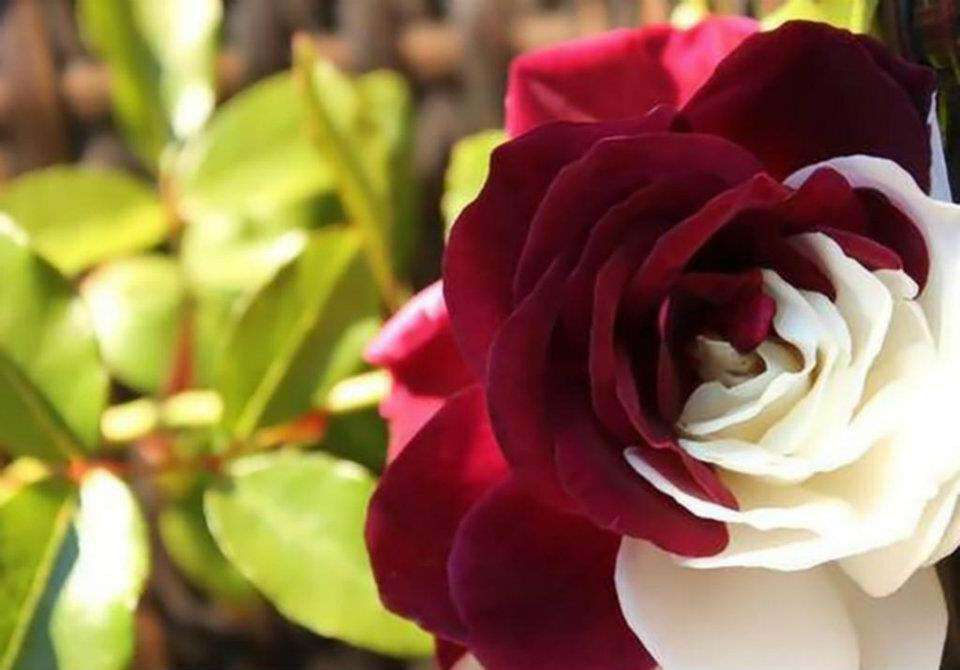 flower-rose-wallpaper-004, Best Beautiful Good Morning Shayari For Facebook Friends, Good Morning Wishes, Good Morning Status For WhatsApp, Good morning In Hindi