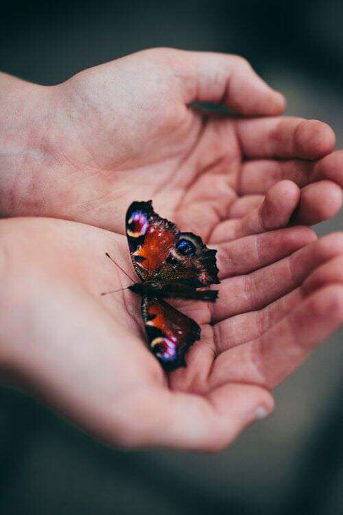 butterfly-in-hands-loveosve
