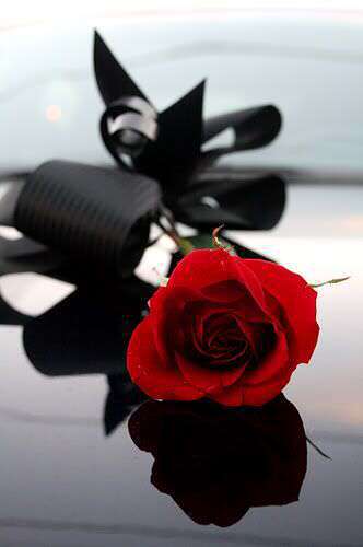 beautiful-red-rose-hd-image-lovesove