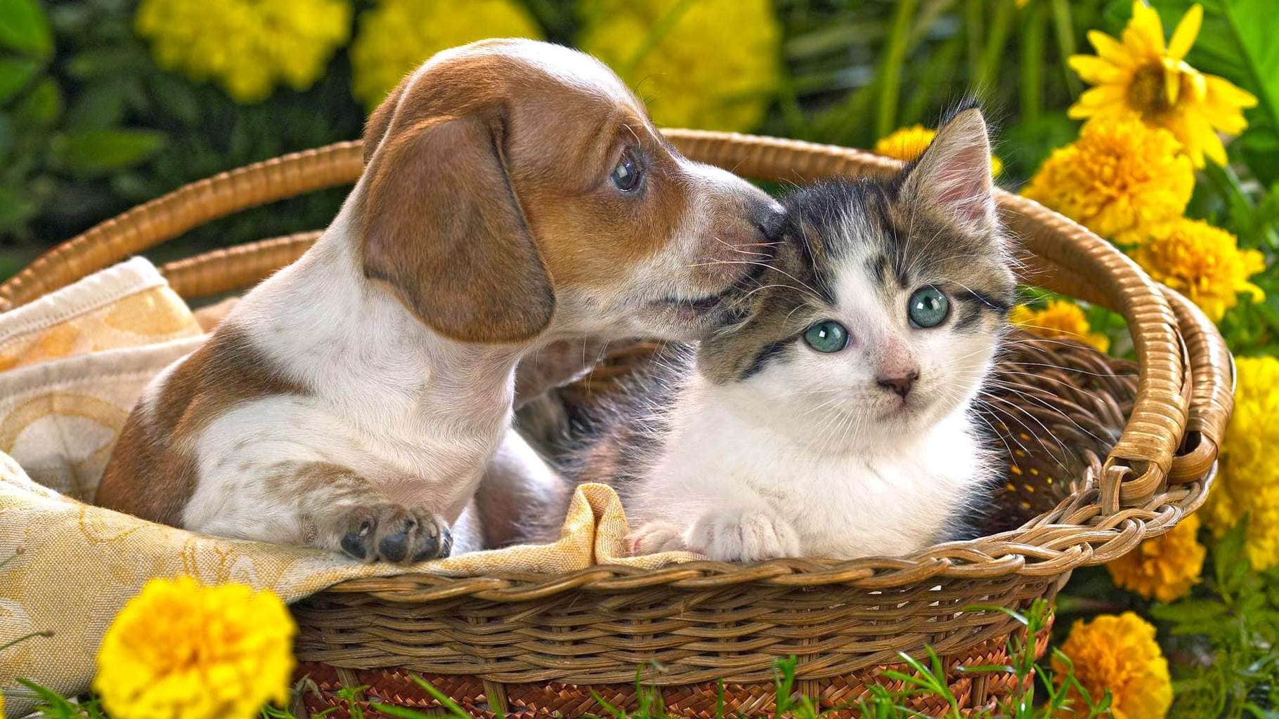Cute-dog-and-cat-friendship