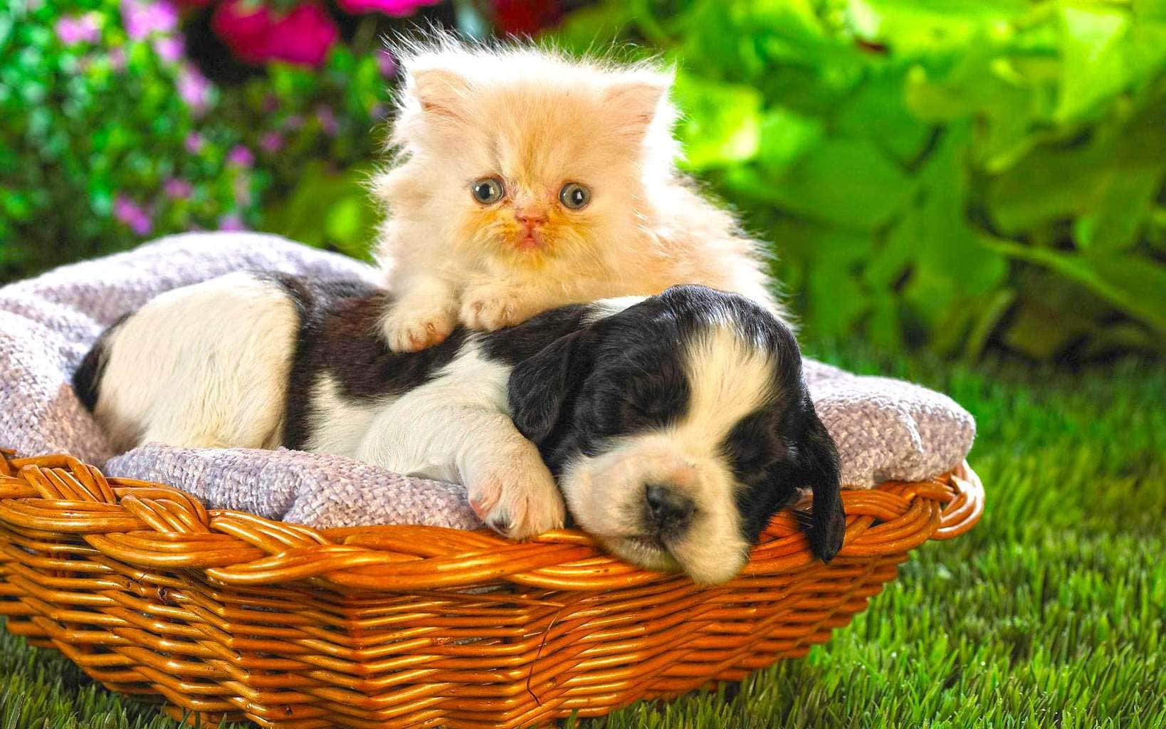 Friends-forever-cat-and-dog