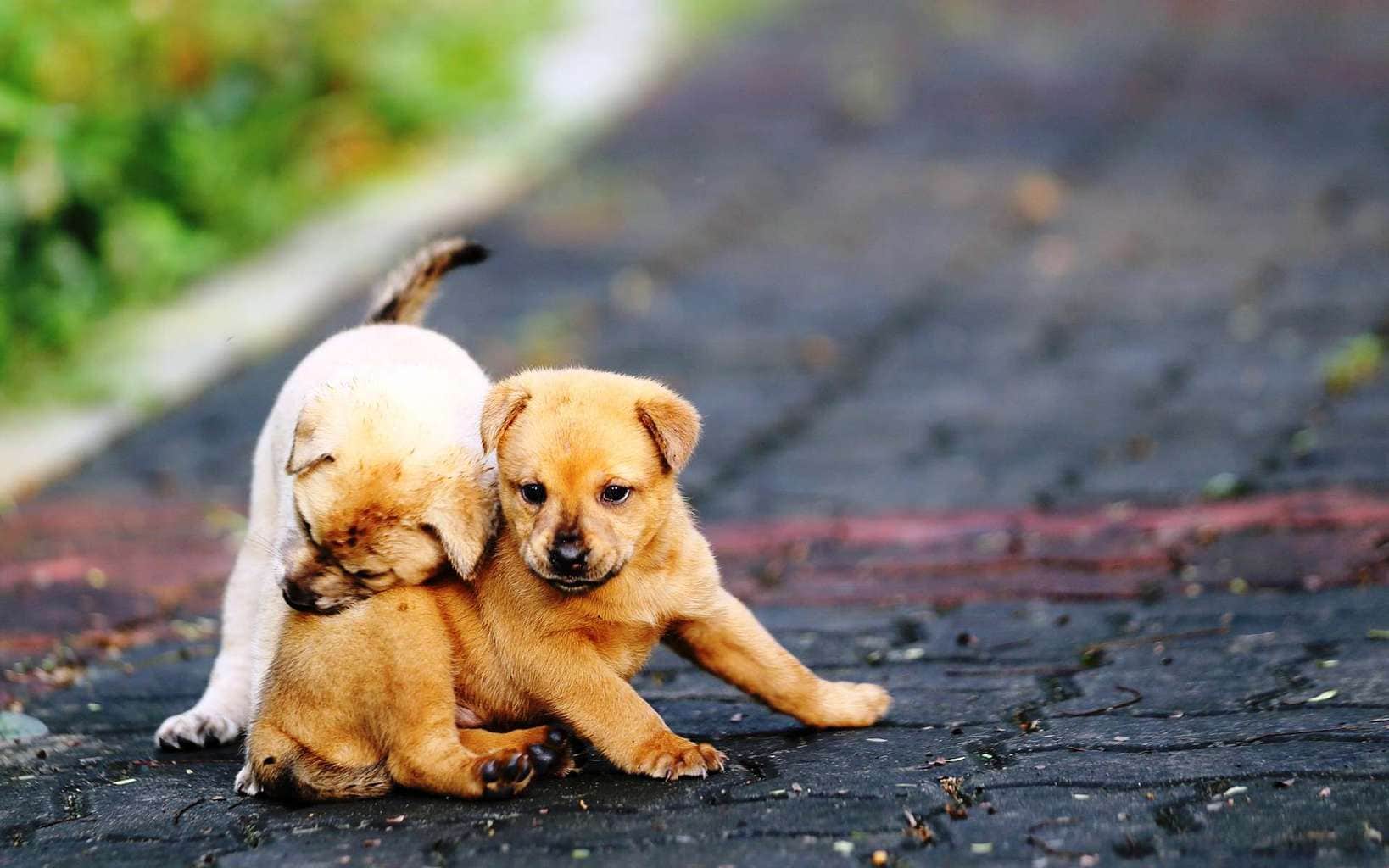 Lovely-puppy-friendship-and-love-image