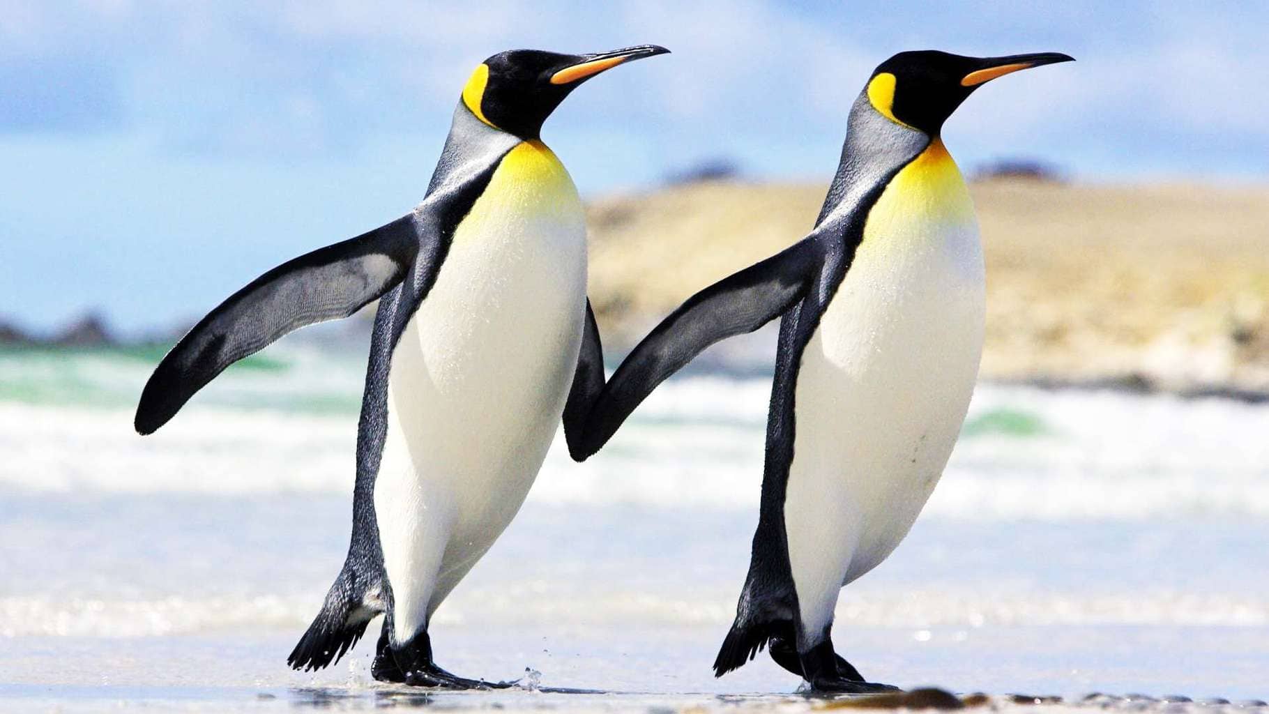 Penguin-hands-together-friendship