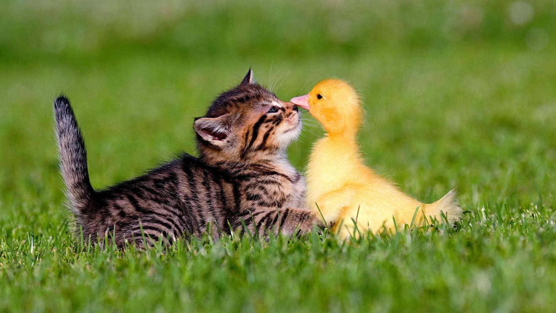 Sweet-Friendship-of-Hen-baby-and-cat