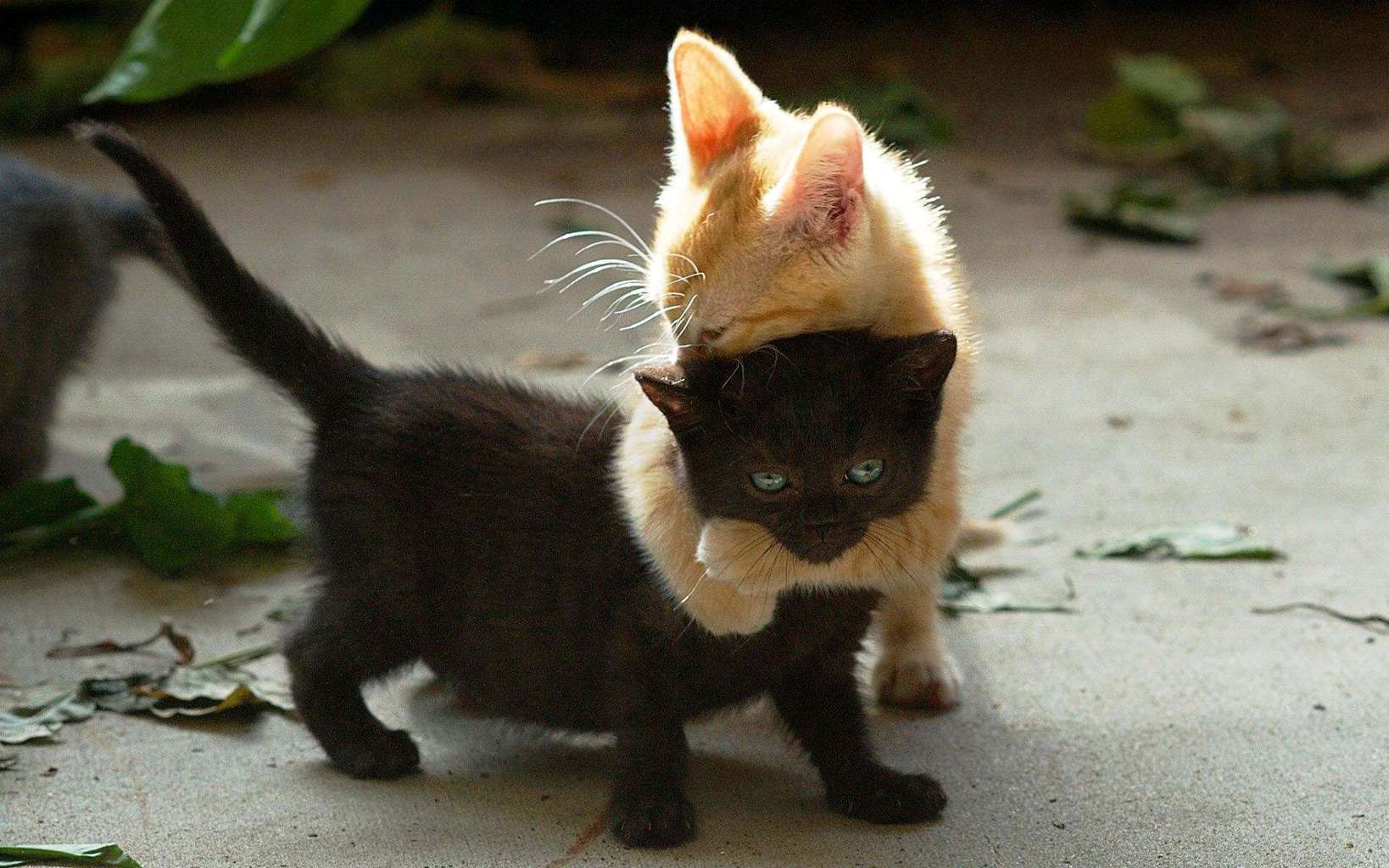Two-kitten-hugs-best-friendship-wallpapers