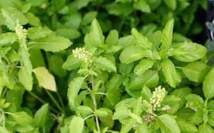 तुलसी के फायदे और उपयोग, Benefits and Uses of Basil