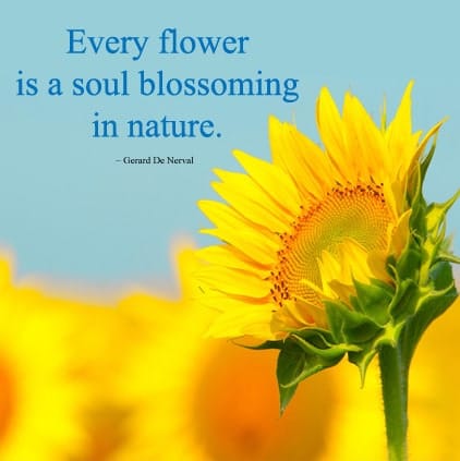 Beautiful Nature Quotes Images, Nature Hindi Status For Whatsapp, Beautiful Nature Quotes Images, flower of nature pictures