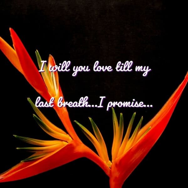 I Will You Love Till My Last Breath
