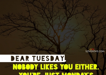 Dear Tuesday, Nobody Likes You, , dear tuesday nobody likes lovesove
