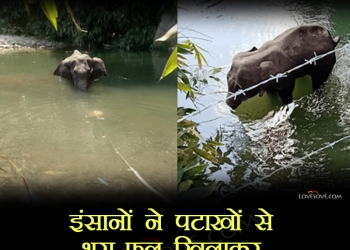 pregnant elephant drown after explosion in kerela, shame to humanity, , hungry pregnant elephant died in kerela lovesove