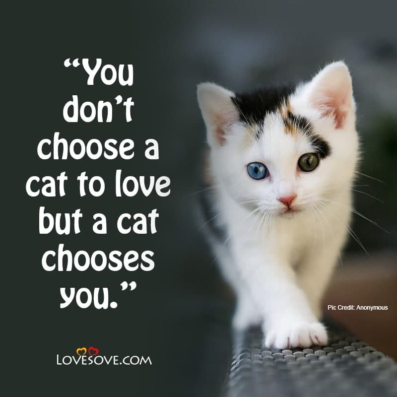 international cat day wishes, world cat day quotes & slogans, august 8 is international cat day, inspirational cat quotes images