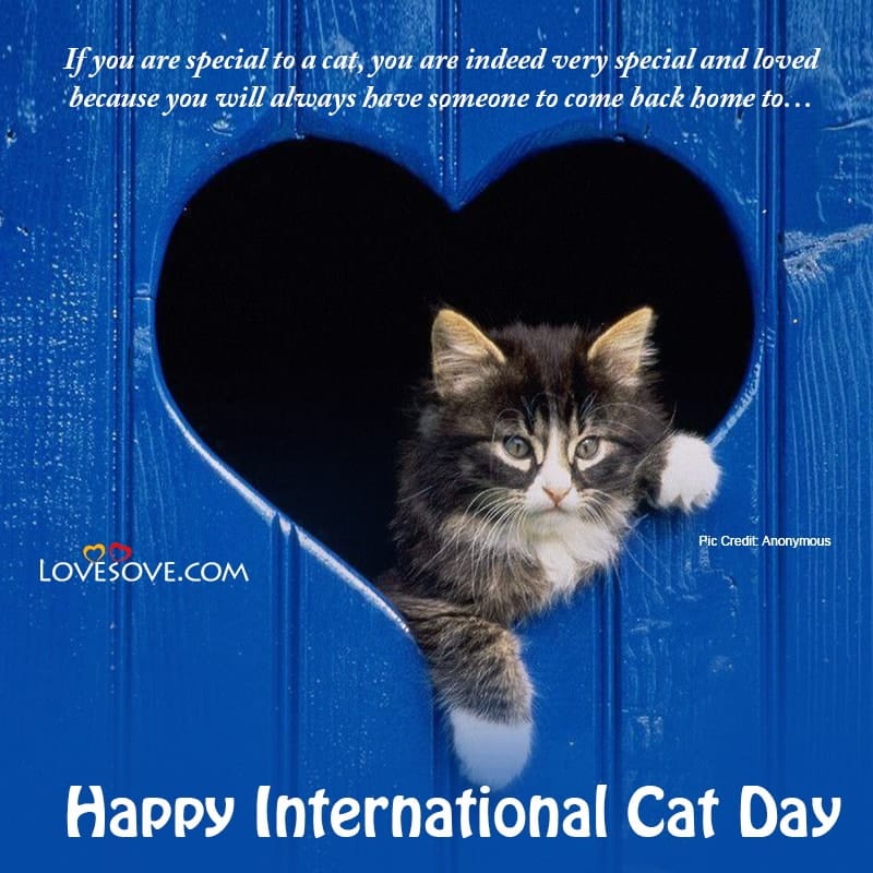 International Cat Day Wishes, World Cat Day Quotes & Slogans