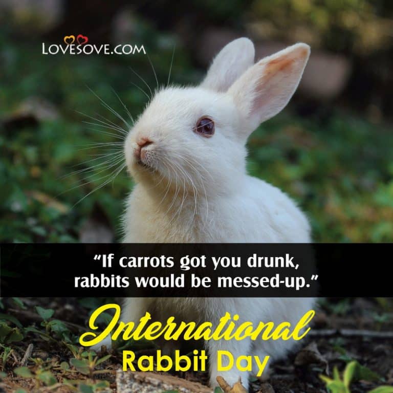 International Rabbit Day Status, Quotes, Wishes, Messages & Pictures