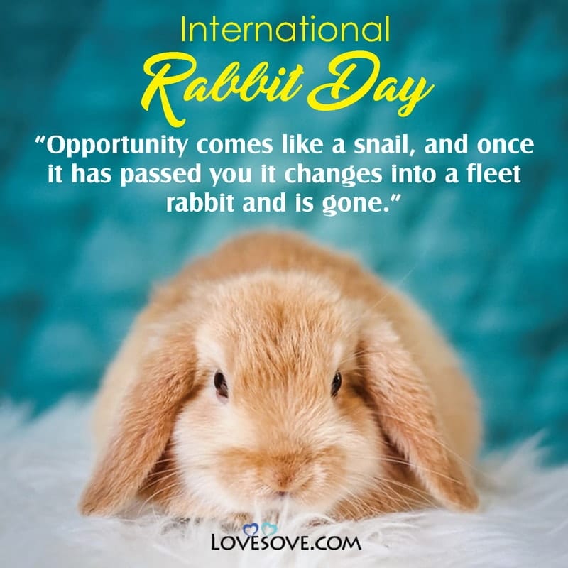 international rabbit day, international rabbit day 2020, happy international rabbit day,