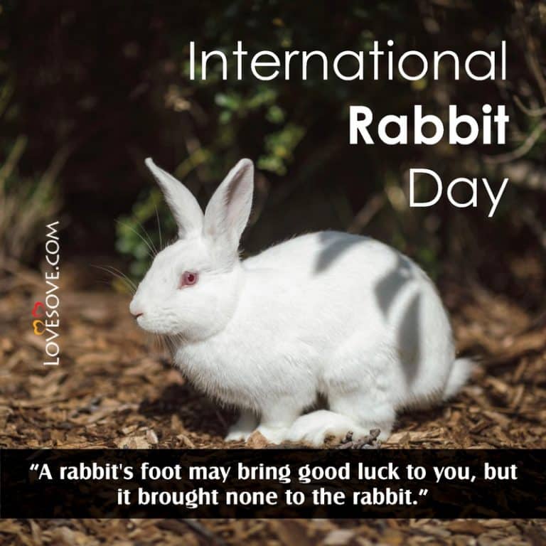 International Rabbit Day Status, Quotes, Wishes, Messages & Pictures