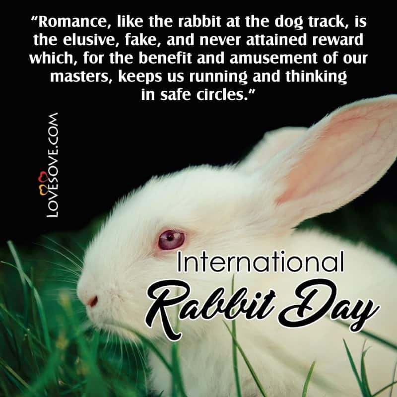 international rabbit day pictures, international rabbit day quotes, international rabbit day status, international rabbit day thought,