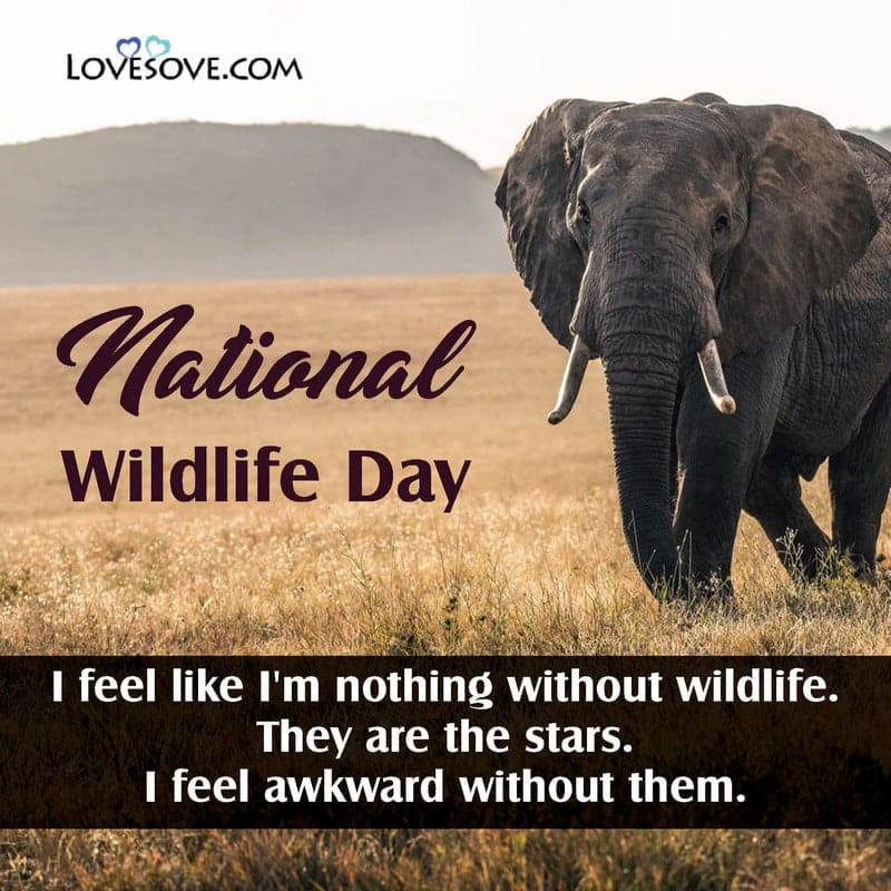 national wildlife day, national wildlife day quotes, national wildlife day status, national wildlife day images,