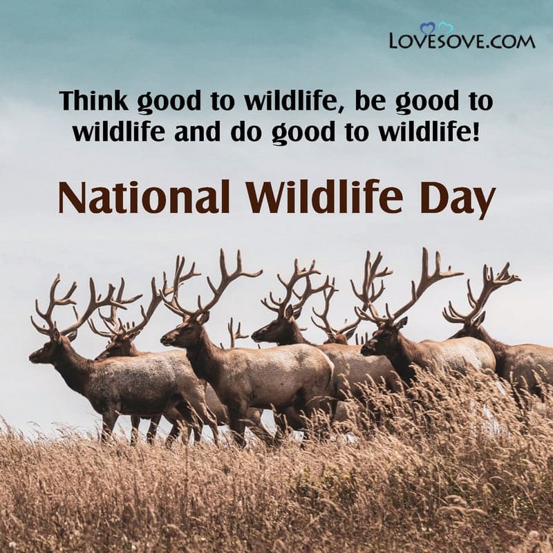 national wildlife day facts, national wildlife day pictures, national wildlife day wishes, national wildlife day thought,