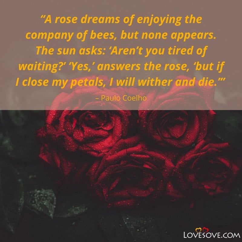 A rose dreams of enjoying the company of bees, , rose quotes lovesove