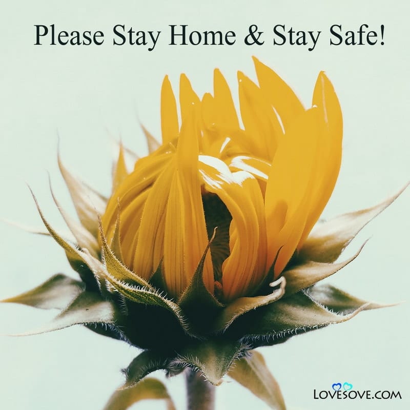 Best Stay Home Stay Safe Quotes, Status, Messages & Thoughts, Stay Home Stay Safe Quotes, stay home stay safe with corona lovesove