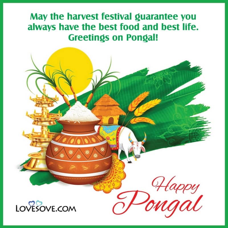 Happy Pongal Quotes, Wishes, Status, Messages & Thoughts