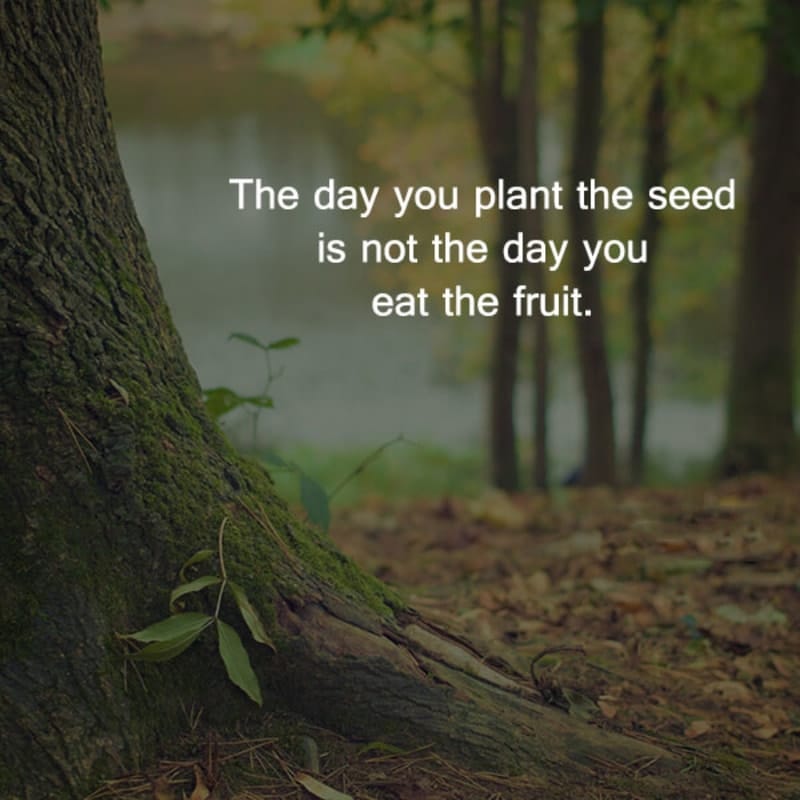 The Day You Plant The Seed Is Not The Day