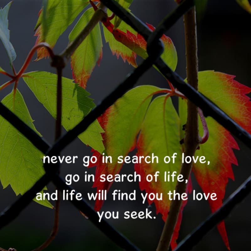 Never Go In Search Of Love Go In Search Of Life