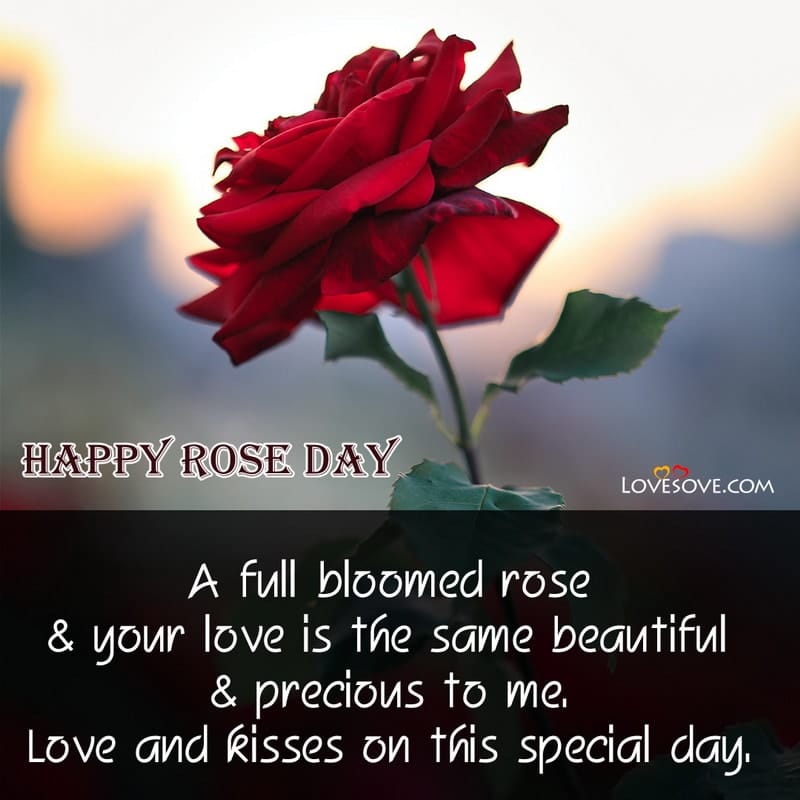 Rose Day Wishes Quotes In English, Happy Rose Day Images