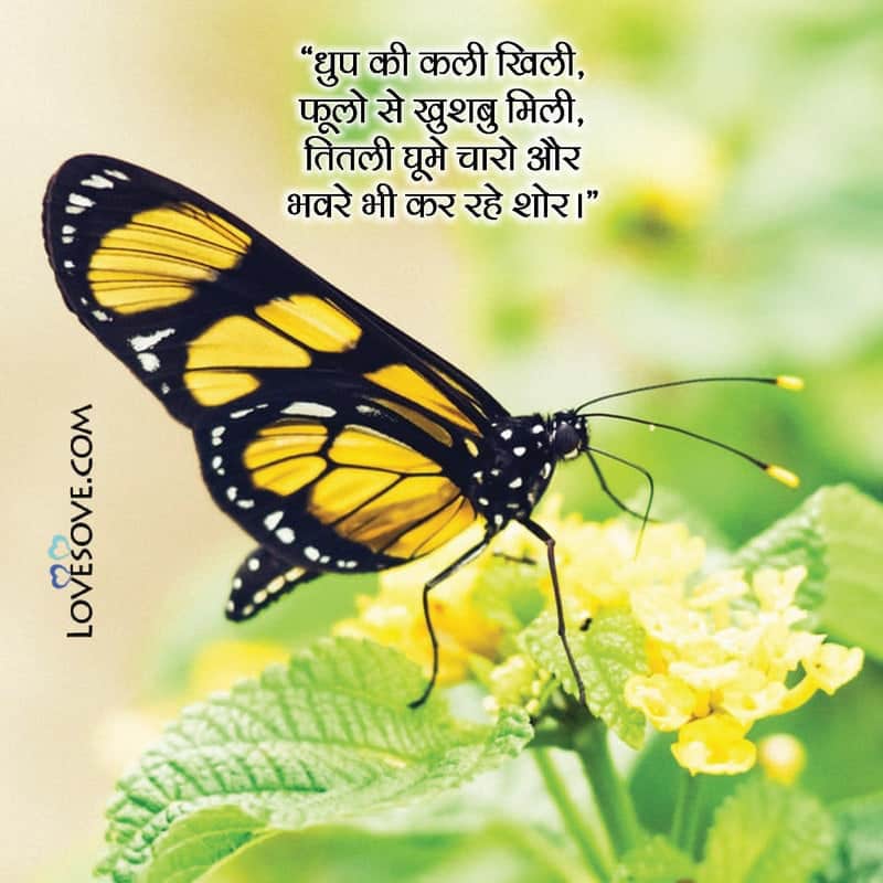 butterfly shayari image, butterfly shayari pic, butterfly ki shayari, butterfly love shayari in hindi, butterfly shayari download, butterfly quotes in hindi, butterfly thoughts in hindi,