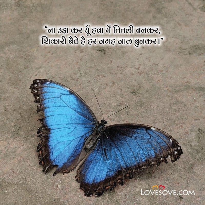 butterfly thoughts in hindi, butterfly love quotes in hindi, quotes on butterfly in hindi, titli quotes, titli status,