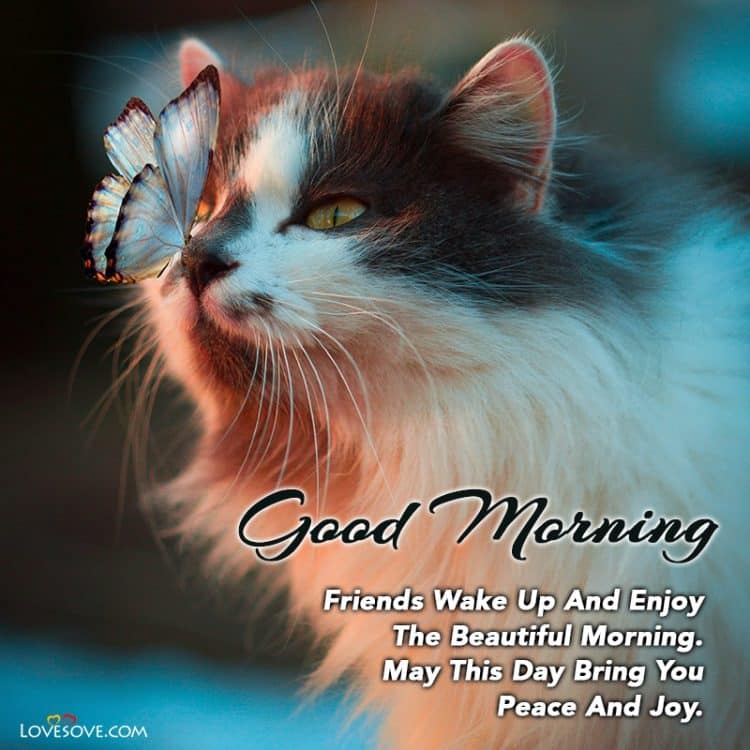 best morning wishes lovesove, daily wishes